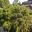 Thryptomene denticulata - Purple Myrtle growing in rockery Cranbourne Gardens Melbourne