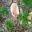 Amorphophallus bulbifer, Voodoo Lily or Devils Tongue