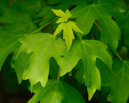 Acer campestre, the Field Maple