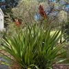 Doryanthes palmeri, the Giant Sword Lily