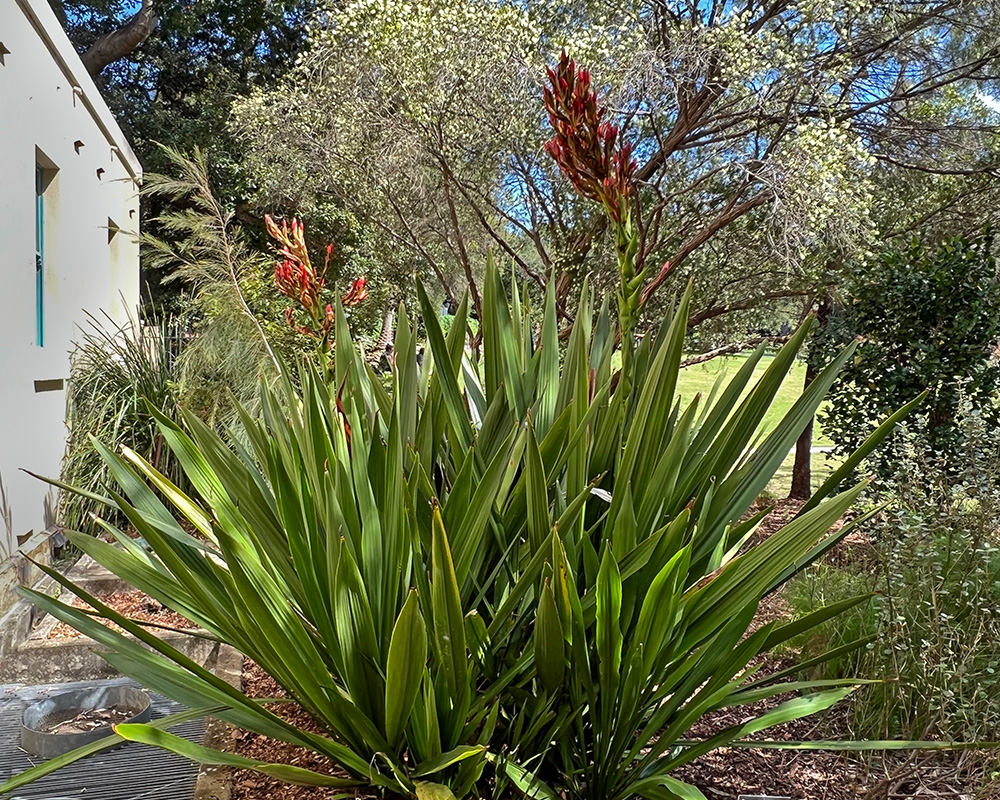 Doryanthes palmeri, the Giant Sword Lily