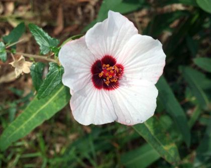 Pavonia hastata Spearleaf Swamp mallow Hibiscus-like plant  evergreen 20 SEEDS