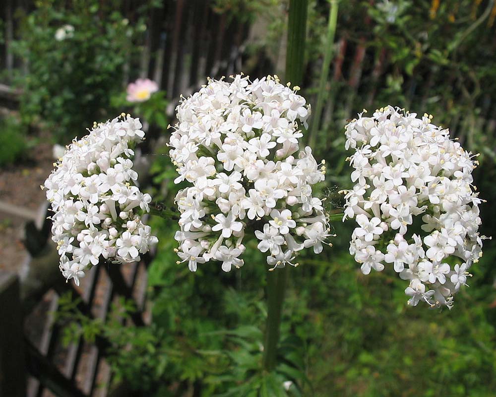Valeriana officinalis, Garden Valerian