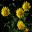 Yellow daisy-like flowers of Gazania tomentosa