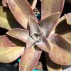 Graptoveria 'Fred Ives' or Echeveria 'Fred ives'