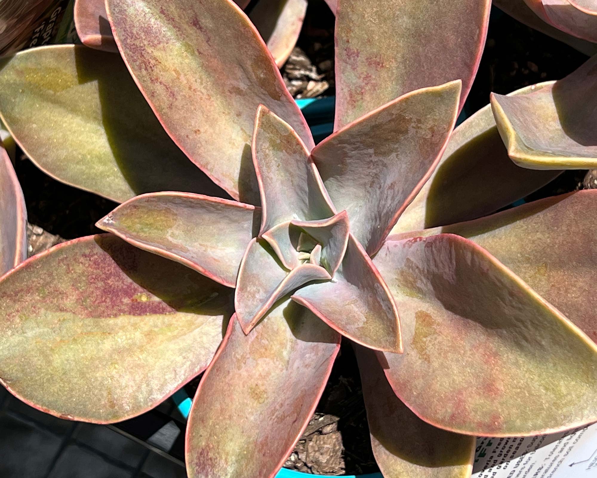Graptoveria 'Fred Ives' or Echeveria 'Fred ives'