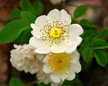 Rosa arvensis, the Field Rose, one of the 100 or so original Rose species
