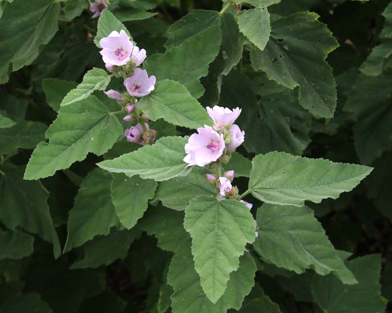 Althaea officinalis, the Marshmallow plant