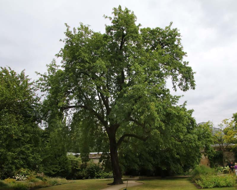 Sorbus domestica, the Service Tree