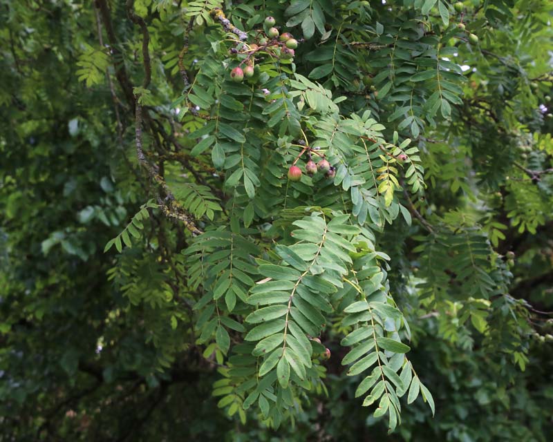 Sorbus domestica, the Service Tree