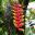 Heliconia rostrata, Hanging Lobster Claw