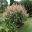 Persicaria ploymorpha, Gaint Fleeceflower
