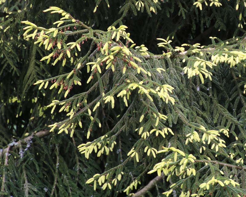 Picea orientalis Aurea Spicata