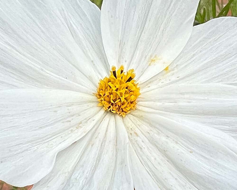 Cosmos bippinatus White