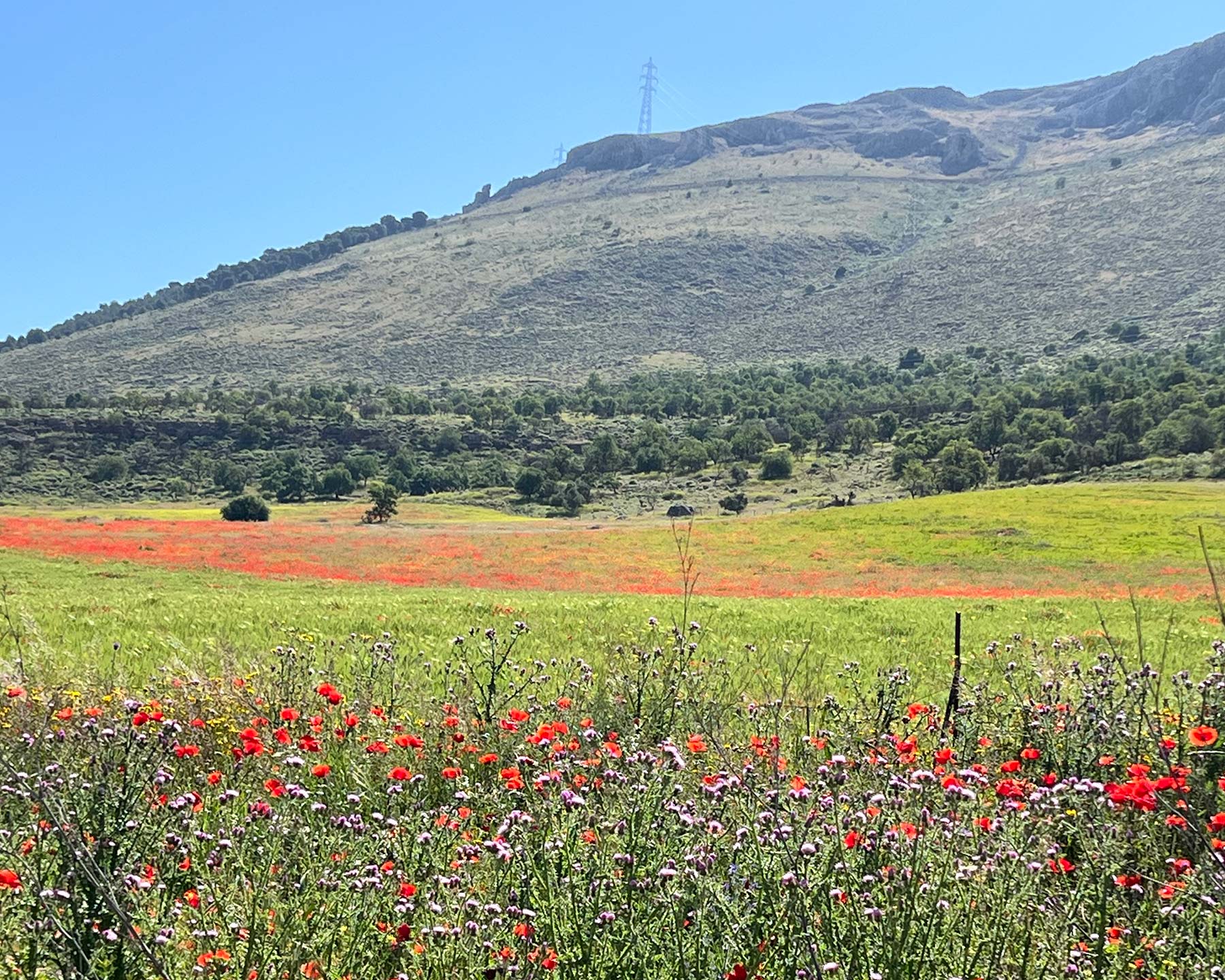Field of poppies in Southern Spain