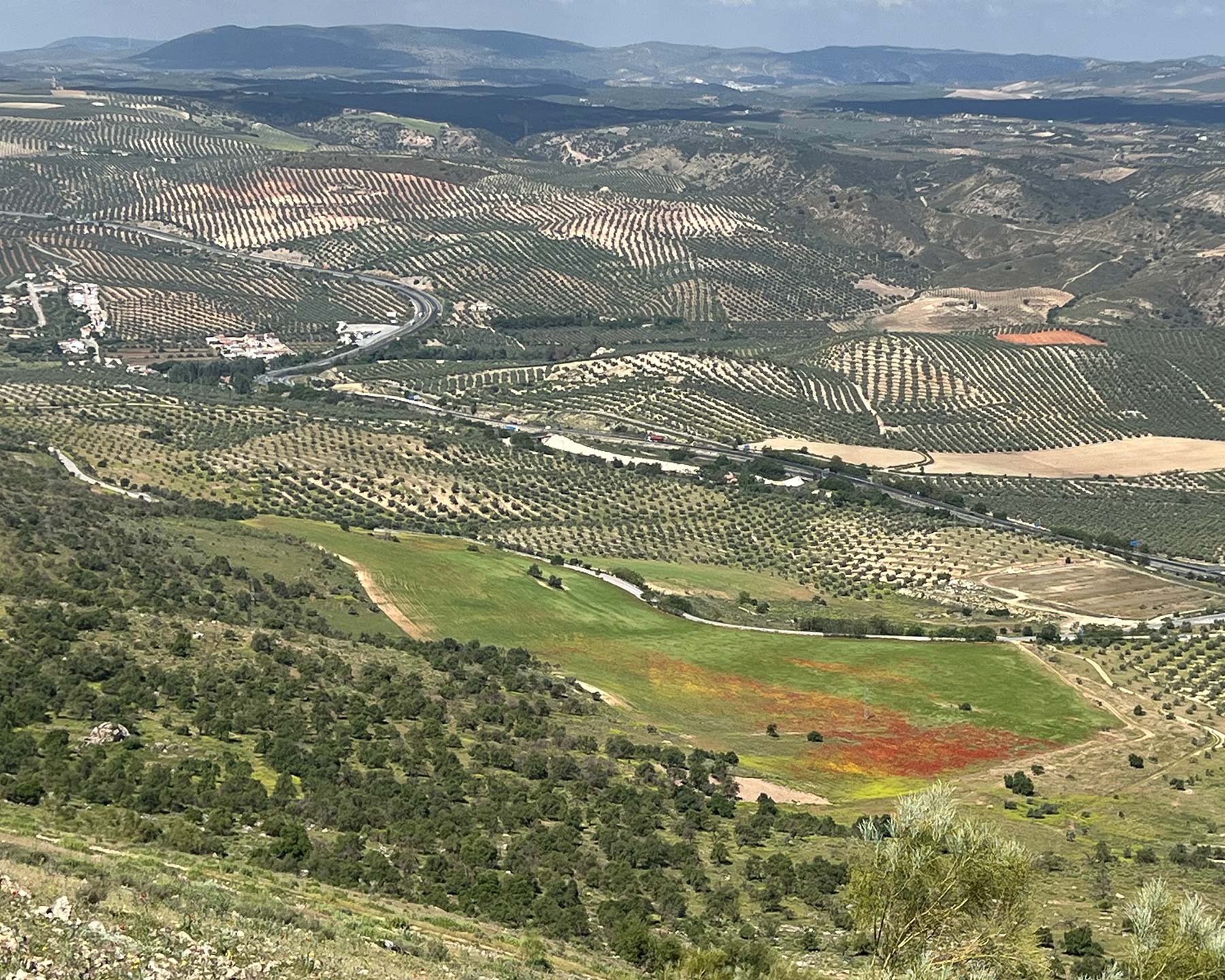 Looking down on a field of poppies, on the hills behind the olive groves of Southern Spain