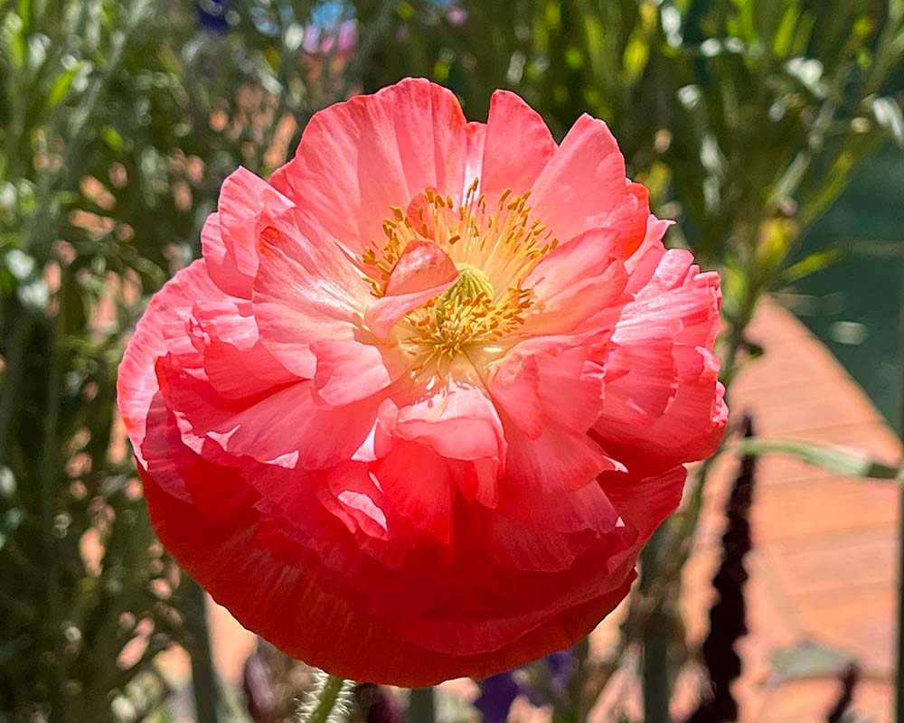 Papapver rhoeas, this double poppy is most likely a Shirley Poppy.