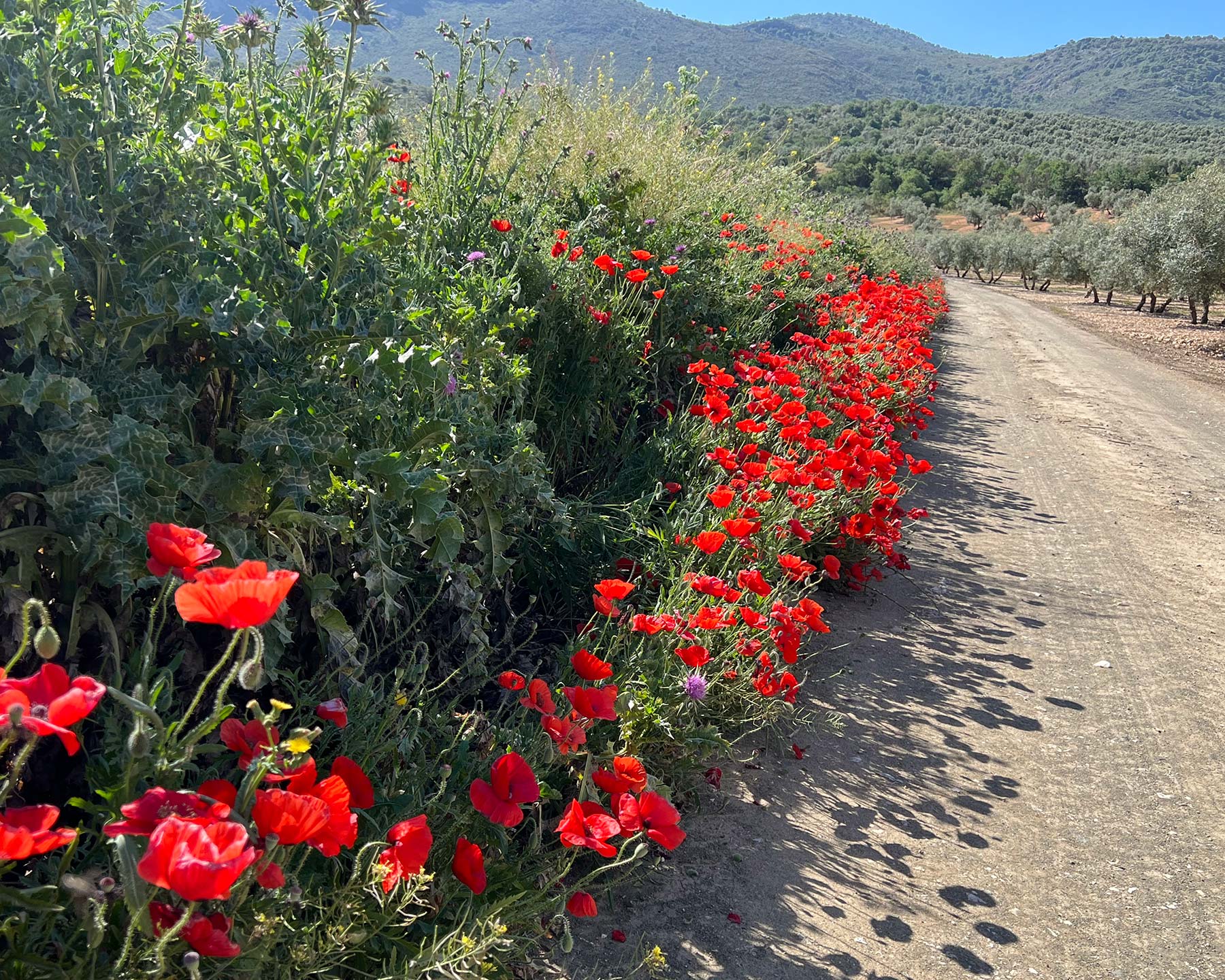Papaver rhoeas - Poppies growing along the roadside in Spain