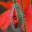 Papaver rhoeas, Common Poppy