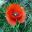 Papaver rhoeas - the Flanders Poppy - photo Isidre blanc