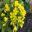Brassica rapa chinensis - Pak Choy Flowers