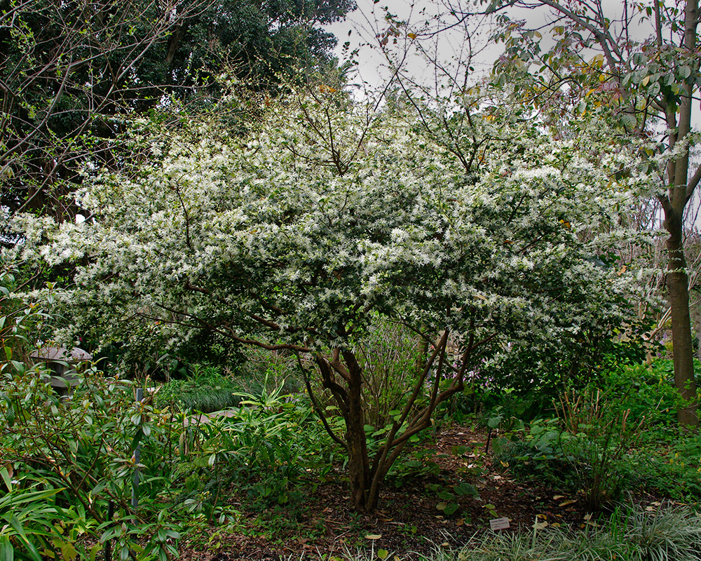 Loropetalum chinense - grown as a small tree