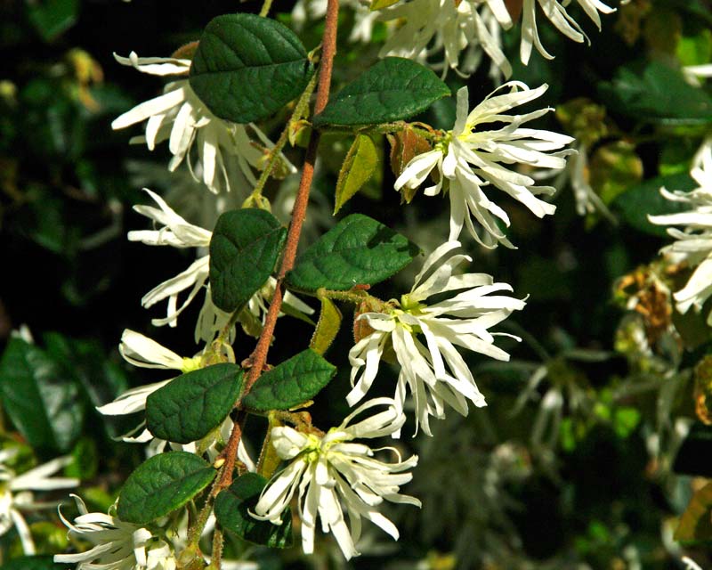 Loropetalum chinense - Fringe Flower - white flowers