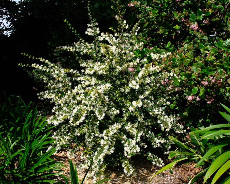 Loropetalum chinense - Fringe Flower - white flowers
