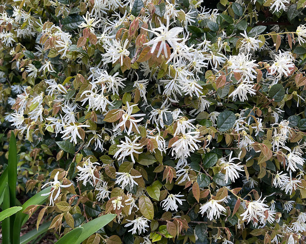 Loropetalum chinense - Fringe Flower - white flowers in spring