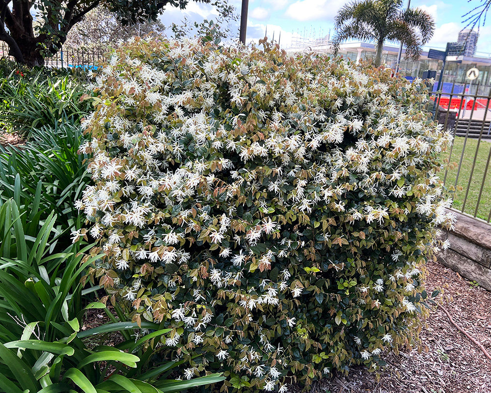 Loropetalum chinense - Fringe Flower - white flowers in spring - Sydney Botanic Garden