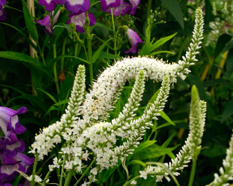Veronica longifolia 'Charlotte'. Spires of small white flowers