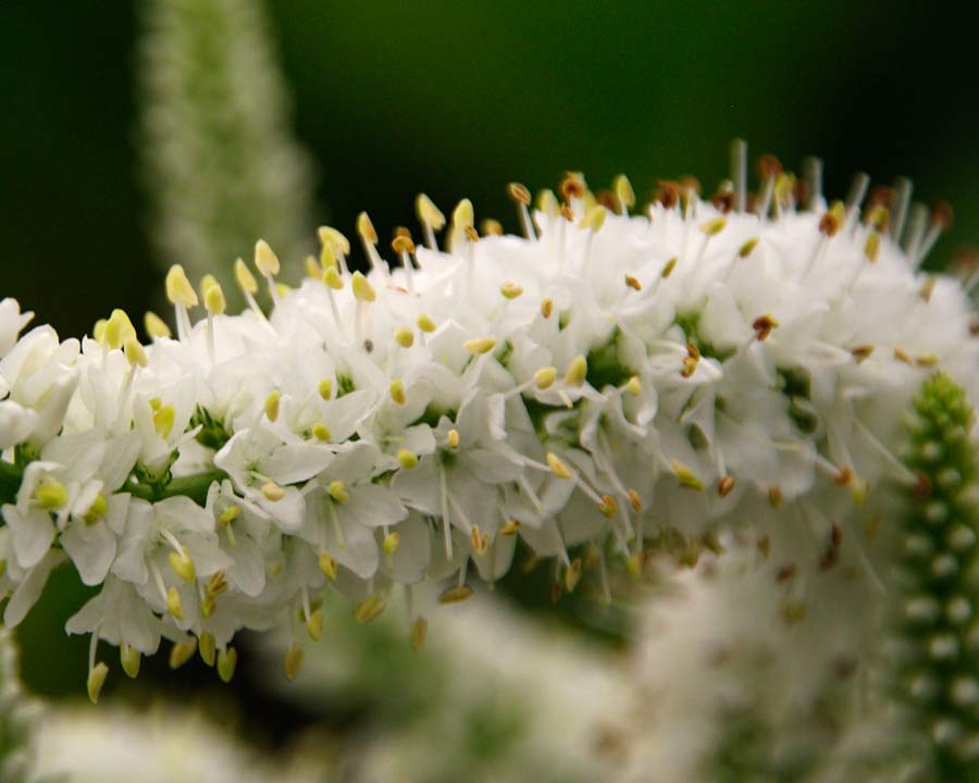 Veronica longifolia 'Charlotte' - spires of delicate small white flowers