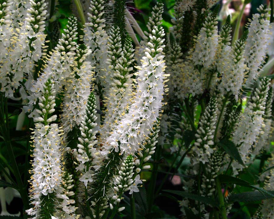 Veronica longifolia 'Melanie White' - Spires of small white flowers