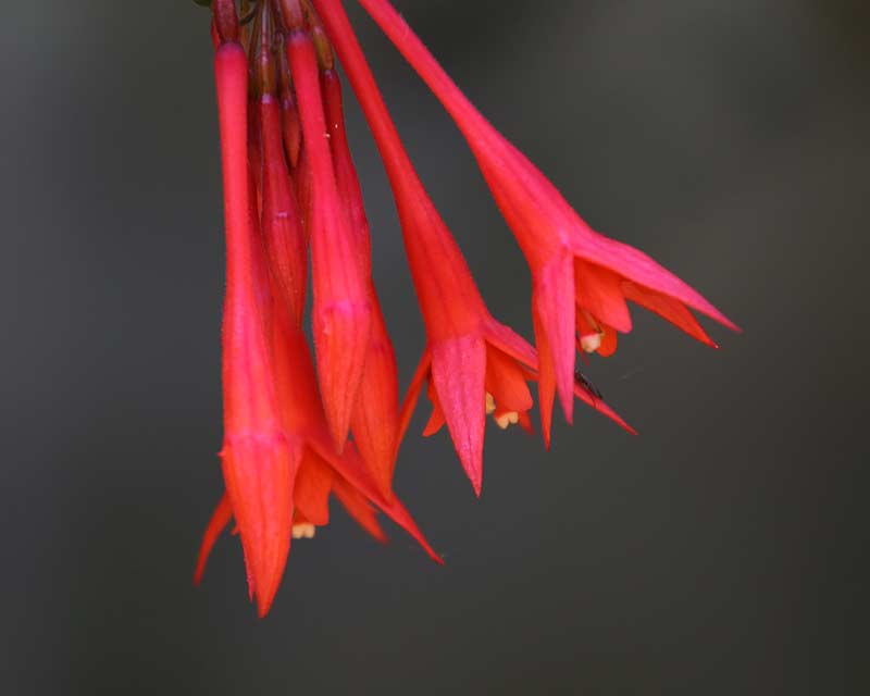 Fuchsia 'Thalia'