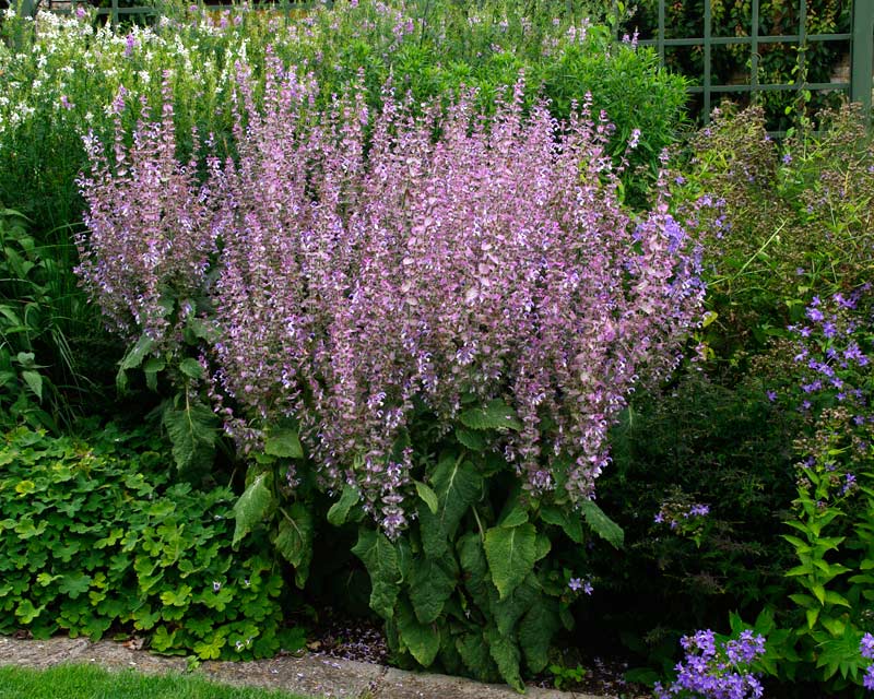 Salvia sclarea Turkestanica Spikes of pale lavender flowers with pink bracts