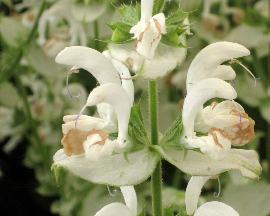 Salvia sclarea Turkestanica 'Vatican White' - Flower spike of White flowers and bracts