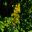Lysimachia punctata, Golden Loosestrife