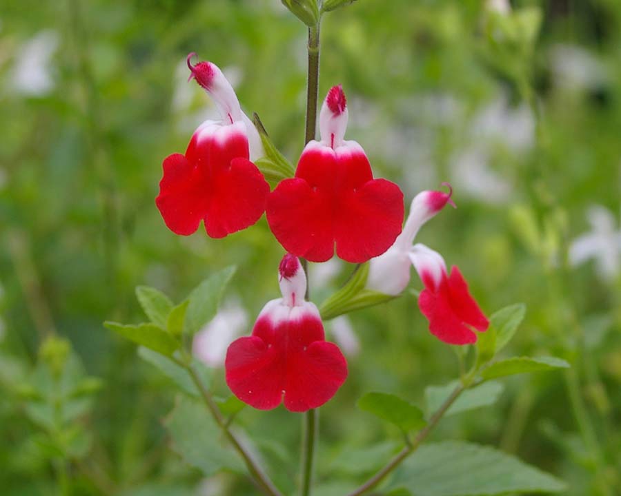 Salvia x jamensis 'Hot Lips'  Small red and white two lipped flowers