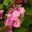 Salvia x jamensis 'Krystle Pink' has delicate two pink flowers