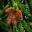 Araucaria araucana, Monkey Puzzle Tree