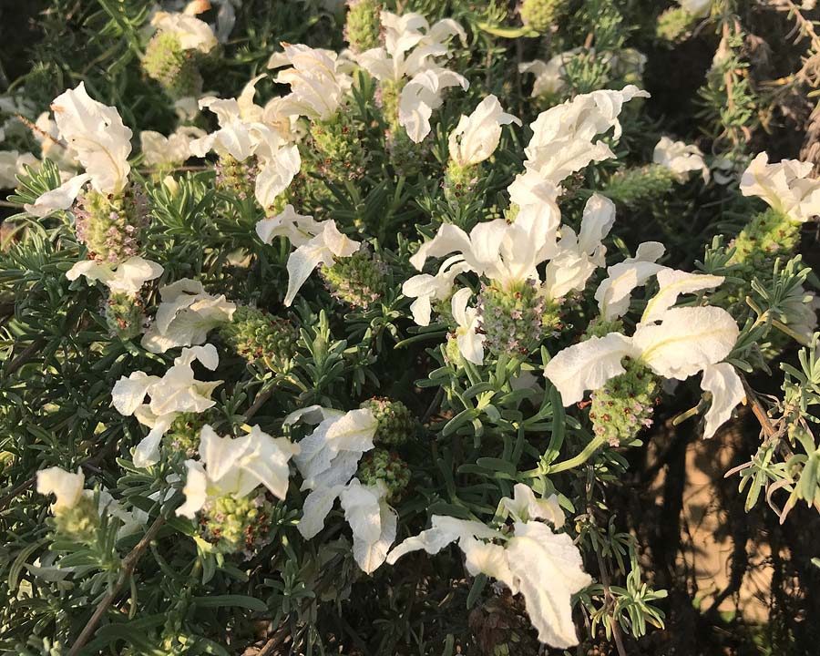 Lavandula pendunculata 'Sensation White'