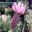 Lavandula pedunculata 'Ghostly Princess' deep pink flowers and pale pink bracts