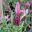 Lavandula pedunculata 'Mulberry Ruffles' spike of deep pink flowers topped with winged pink bracts