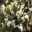 Lavandula pendunculata 'Sensation White'