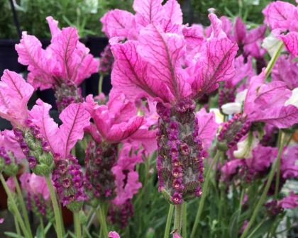 Lavandula Pendunculata - The Princess Lavender - Bright pink wing like bracts