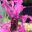 Lavandula pendunculata - Princess