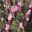 Lavandula pendunculata 'Strawberry Ruffles'