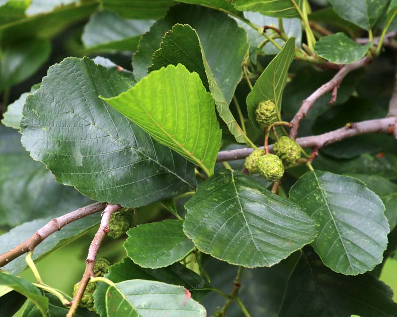 Alnus glutinosa - round to obovate leaves and cones