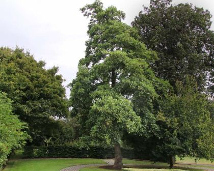 Alnus glutnosa - Black Alder - upright conical tree - Kew Gardens