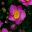 Anemone x hybrida Fantasy TM Series Cinderella - deep pink flowers